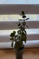 Лот: 24308007. Фото: 4. Денежное дерево n 2. Красноярск