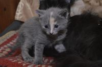 Лот: 6842895. Фото: 2. Отдам в хорошие руки котят!. Животные и уход