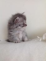Лот: 7178196. Фото: 4. Породистый мальчик-шотландец ищет... Красноярск