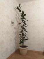 Лот: 13385505. Фото: 2. Фикус крупнолистовой (большой... Комнатные растения и уход