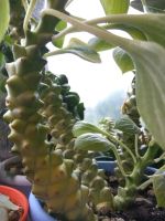 Лот: 15739220. Фото: 2. монадениум ричи вариегантный редкий... Комнатные растения и уход