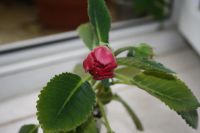 Лот: 4182394. Фото: 3. Глоксиния красная (зацветает). Растения и животные