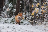 Лот: 10371072. Фото: 5. Tamron 70-300 macro