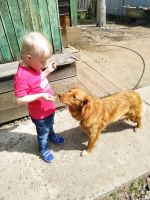 Лот: 13954325. Фото: 6. Щенки помесь охотничья и Хаски...