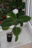 Лот: 2968592. Фото: 2. Глоксиния 39 (цветет). Комнатные растения и уход