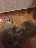 Лот: 6641118. Фото: 3. Вислоухие прямоухие котята Скотиш-фолд. Растения и животные