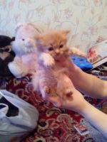Лот: 6449507. Фото: 2. котята Балинезийские персидские. Животные и уход