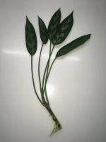 Лот: 16601224. Фото: 2. Аглаонема «Treubii». Комнатные растения и уход