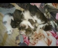 Лот: 4924879. Фото: 2. Котята. Животные и уход
