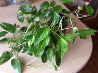 Лот: 3954578. Фото: 2. Сциндапсус. Комнатные растения и уход