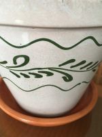 Лот: 23565684. Фото: 6. Алоэ, лекарственный столетник...