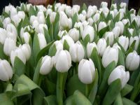 Лот: 16993368. Фото: 3. Тюльпаны оптом Darwi Snow Кемерово... Сувениры, подарки