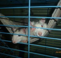 Лот: 5378336. Фото: 3. Большая клетка для грызунов. Растения и животные