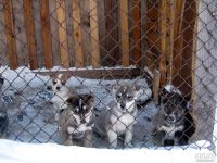 Лот: 9183427. Фото: 3. Щенки из под Охотничьей лайки. Растения и животные