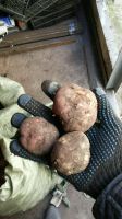 Лот: 4550064. Фото: 4. свой картофель картошка свежий...