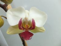 Лот: 3089489. Фото: 2. Орхидея фаленопсис цветет!. Комнатные растения и уход