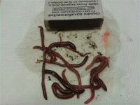 Лот: 1274068. Фото: 2. калифорнийский червь. Аквариумистика