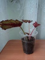 Лот: 3755730. Фото: 2. Бегония. Комнатные растения и уход