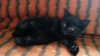 Лот: 9904033. Фото: 4. Отдам котят! 2 девочки,черные... Красноярск