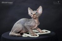 Лот: 6107732. Фото: 2. Велюровый полосатый очаровательный... Животные и уход