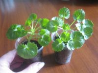 Лот: 5284057. Фото: 2. Колокольчики кампанула "Жених... Комнатные растения и уход