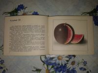 Лот: 20065925. Фото: 4. Сорта Бахчевых Культур.Каталог... Красноярск