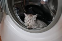 Лот: 9763726. Фото: 6. Британский Котенок (Британец)