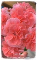 Лот: 19436228. Фото: 2. Пеларгония Cara Rosa. Комнатные растения и уход