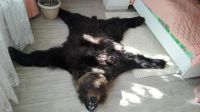 Лот: 8173691. Фото: 2. Шкура медведя (есть видео). Охота