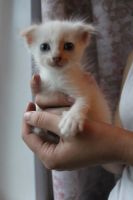 Лот: 8228076. Фото: 2. Вислоухий котёнок. Животные и уход