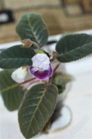 Лот: 2896151. Фото: 2. Глоксиния 39 (цветущее растение... Комнатные растения и уход