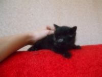 Лот: 3214066. Фото: 3. Отдам котят в хорошие руки. Растения и животные