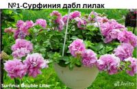 Лот: 17171911. Фото: 2. Вегетативная петуния. Укорененные... Семена, рассада, садовые растения