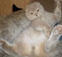 Лот: 6641118. Фото: 5. Вислоухие прямоухие котята Скотиш-фолд