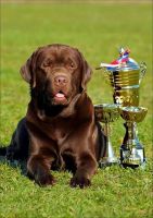 Лот: 7765886. Фото: 4. Шоколадный лабрадорчик. Шоколадное... Красноярск