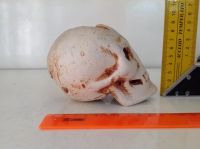 Лот: 10061450. Фото: 5. Череп керамика аквариум