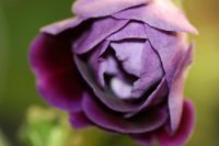 Лот: 3041474. Фото: 2. Глоксиния 5 (цветёт). Комнатные растения и уход