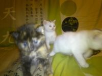 Лот: 3354795. Фото: 4. Котята в хорошие руки. Красноярск