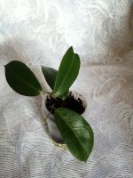 Лот: 13030745. Фото: 3. Хойя Мегаластер. Растения и животные