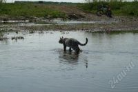 Лот: 279821. Фото: 2. Бенгальский котик, Бенгал. Животные и уход
