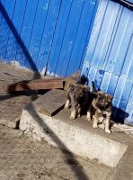 Лот: 12315762. Фото: 6. Пушистые щенки