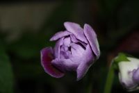 Лот: 4366687. Фото: 2. Глоксиния фиолетовая махровая... Комнатные растения и уход