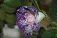Лот: 4250305. Фото: 6. Глоксиния тигрина блу (с горшком...