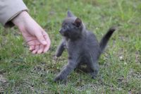 Лот: 7579025. Фото: 7. Котёнок дымчатый, мальчик 2 месяца...