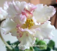 Лот: 13736252. Фото: 3. "Sunkissed rose"(согретой солнцем... Растения и животные