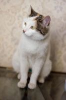 Лот: 6771048. Фото: 6. Ласковая стерилизованная кошечка...