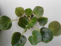 Лот: 13981926. Фото: 2. розетка фиалки с корнями после... Комнатные растения и уход