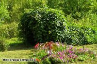 Лот: 884919. Фото: 2. Саженцы Виноград амурский (Vitis... Семена, рассада, садовые растения