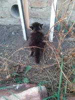 Лот: 12243506. Фото: 6. Котенок, Котёнок, Котята, Кошка...