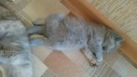 Лот: 7826097. Фото: 3. Британский котенок девочка. Растения и животные